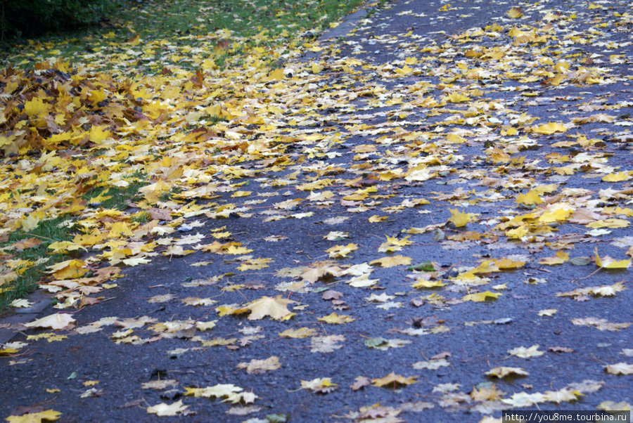 листья клена на мокром асфальте Пярну, Эстония