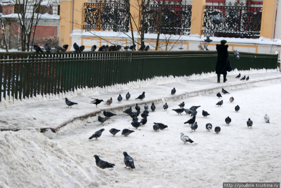 голуби Санкт-Петербург, Россия