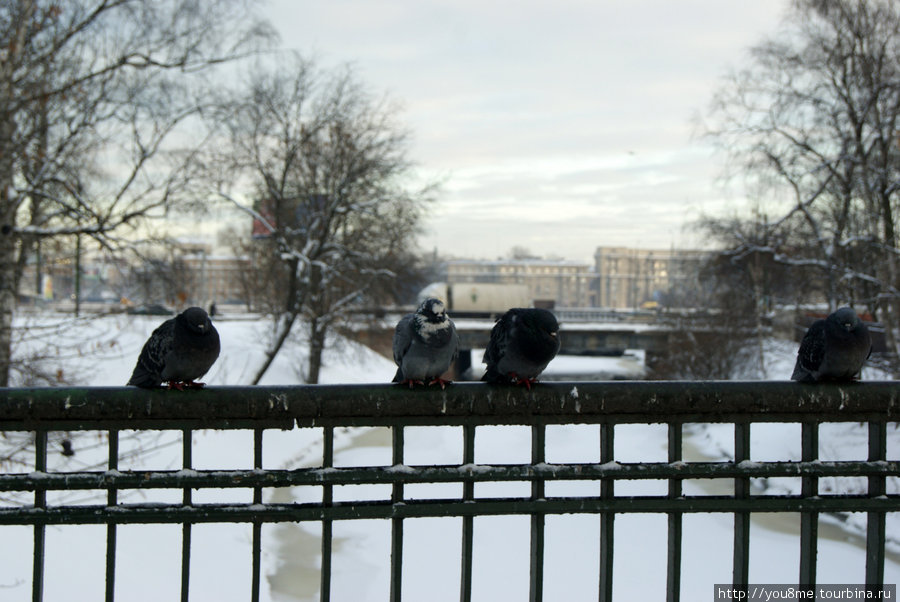 зимой Санкт-Петербург, Россия