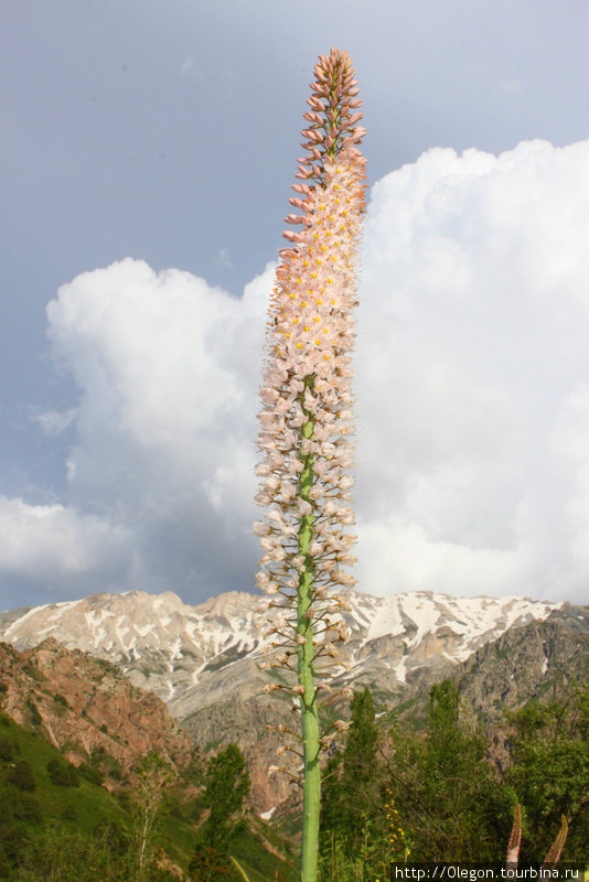 Красивые цветы на фоне чимганских гор Угам-Чаткальский национальный парк, Узбекистан