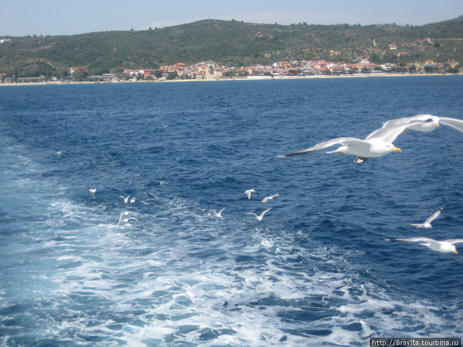 Море, пляжи, чайки... Полуостров Халкидики, Греция