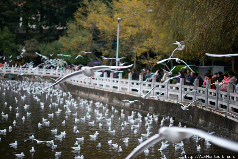 Посреди Куньминя — сеть небольших озер, кишащих чайками. Туристы любят чаек, чайки отвечают взаимностью, устраивая шоу за еду, летая всей толпой против часовой стрелки по периметру озера.