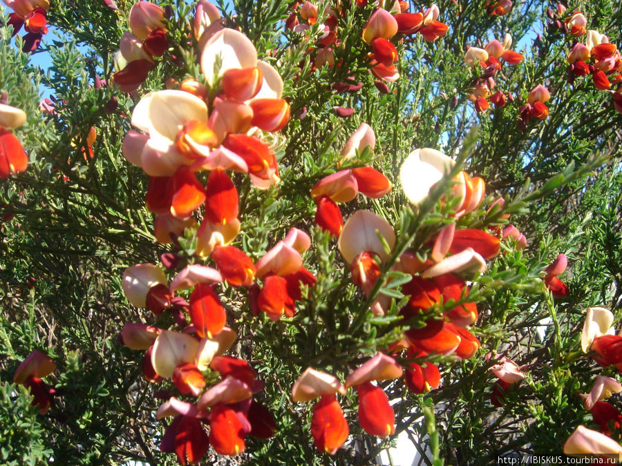 небогатая флора Ушуайя, Аргентина