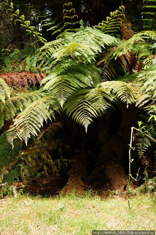 Whakarewarewa Forest Роторуа, Новая Зеландия