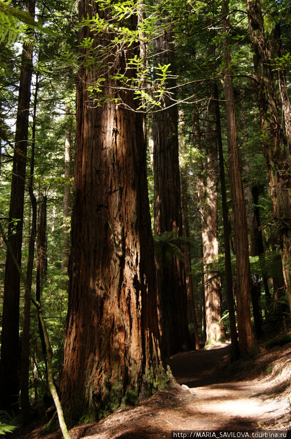 Whakarewarewa Forest Роторуа, Новая Зеландия