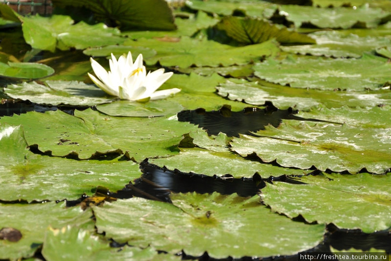 Лилии в курортном пруду — тоже символ Пьештян. Пьештяны, Словакия