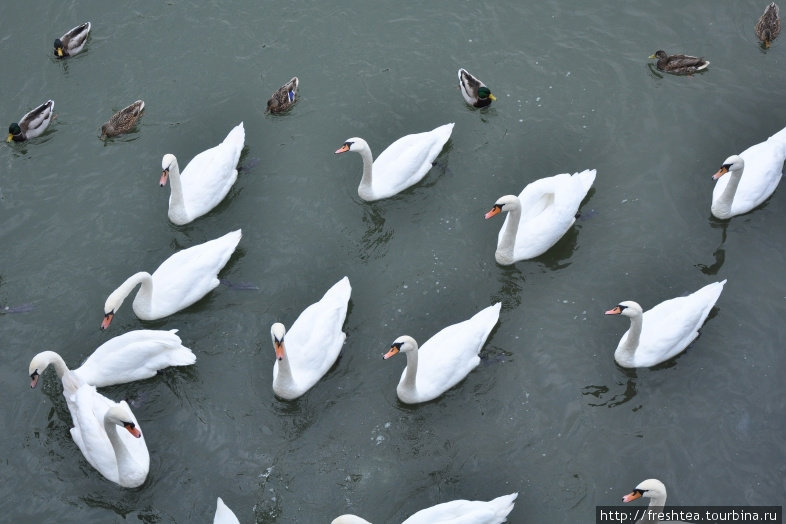 Одно из популярных занятий среди отдыхающих — кормление птиц, что приплывают к мосту в надежде на лакомство... Пьештяны, Словакия