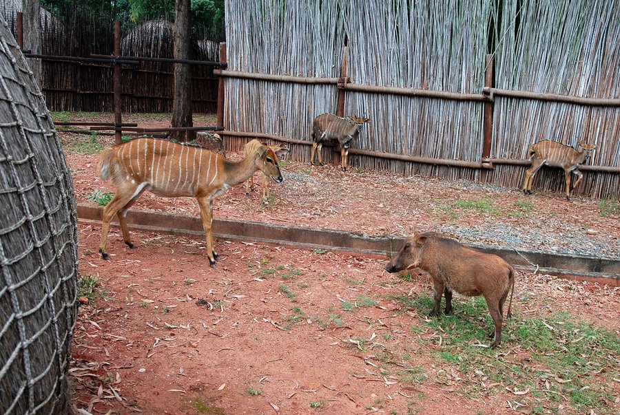 эти животные гуляют прямо рядом с домиками Млилване Санктуарий Дикой Природы, Свазиленд