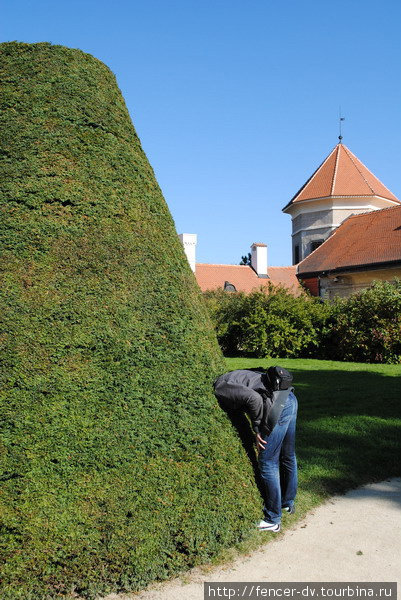 В аккуратно выстриженных кустах зачем то оставляют дырки, куда отлично помещается дурная туристическая голова Телч, Чехия