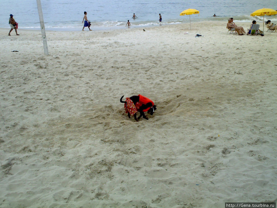 собачка на пляже Рио-де-Жанейро, Бразилия