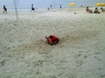 собачка на пляже