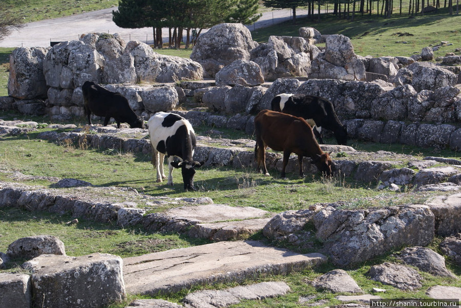 Коровы пасутся на руинах Хаттуши Чорум, Турция