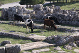 Коровы пасутся на руинах Хаттуши