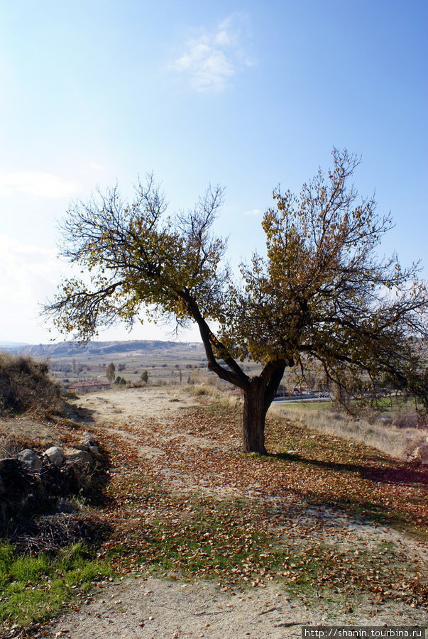 Одинокое дерево Каппадокия - Гереме Национальный Парк, Турция