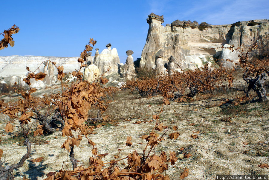 Виноградник Каппадокия - Гереме Национальный Парк, Турция