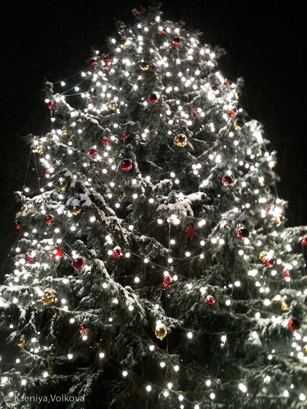 Главная рождественская елка Саксонии-Анхальт Галле, Германия