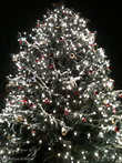 Главная рождественская елка Саксонии-Анхальт