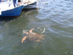 Выманивание морской черепахи. Приманка — голубой краб.
