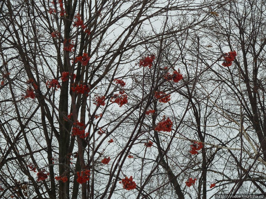 Зимние ягоды Константиново, Россия