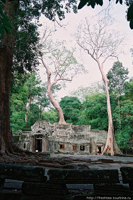 Та Пром (букв. ’предок Брахмы’) — один из самых эффектных храмовых комплексов Ангкора (в XII в. в нем было более 900 сооружений!). Освящен императором Джайяварманом VII в честь его матери. Ангкор (столица государства кхмеров), Камбоджа