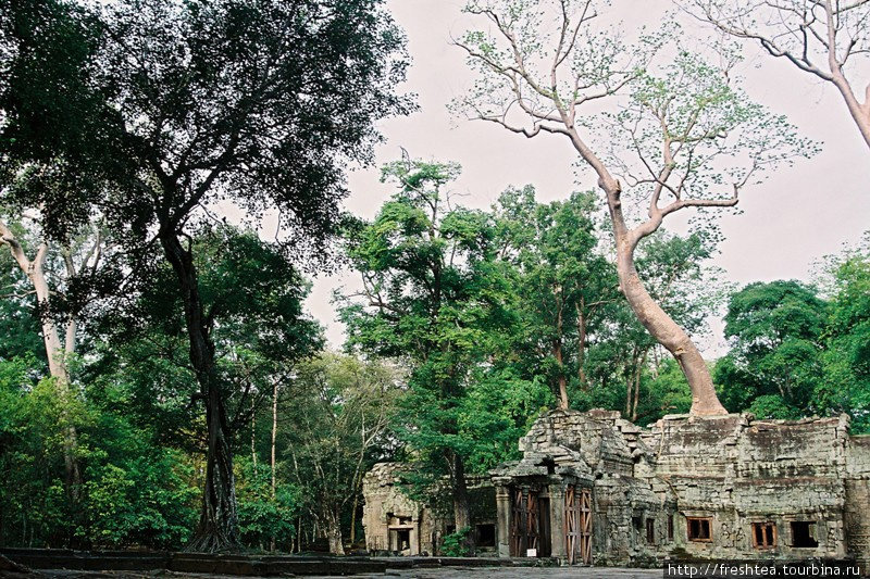 Деревья, что оплетают корнями строения и растут прямо с крыш, — по замыслу работавших здесь археологов, подчеркнут единство земного и небесного, и оттенят мощь и основательность древних конструкций. Ангкор (столица государства кхмеров), Камбоджа