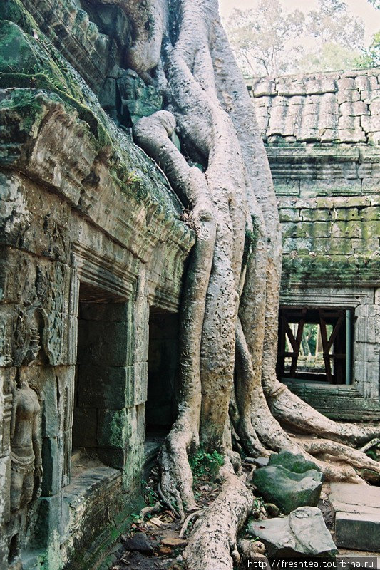 Порой вездесущие корни производят зловещее впечатление... будто прячут от мира небесных дев-апсар — популярный мотив резного декора в Та Проме. Ангкор (столица государства кхмеров), Камбоджа