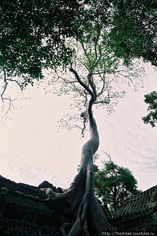 Кто все-таки сильнее Дерево или камень? давно кажется праздным вопросом: одно без другого не существует. По крайней мере, сейчас, через 8 веков после создания, и здесь, в Та Проме. Ангкор (столица государства кхмеров), Камбоджа