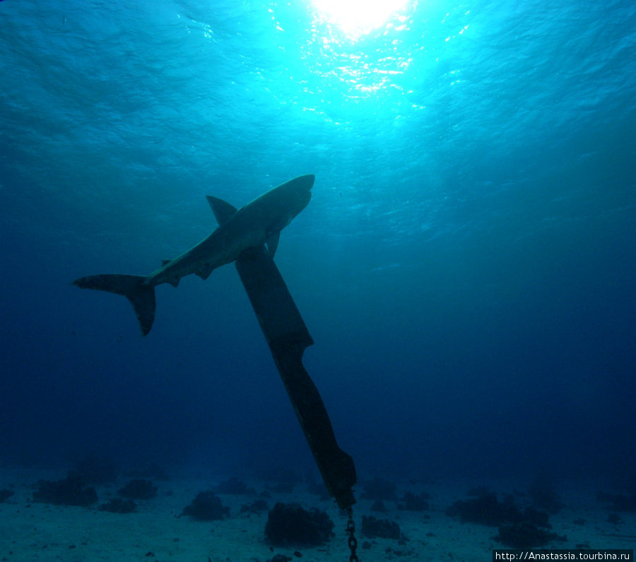 Подводный памятник акуле Хургада, Египет