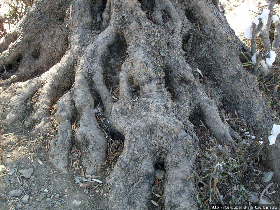 Корни древней оливы. Мармарис, Турция