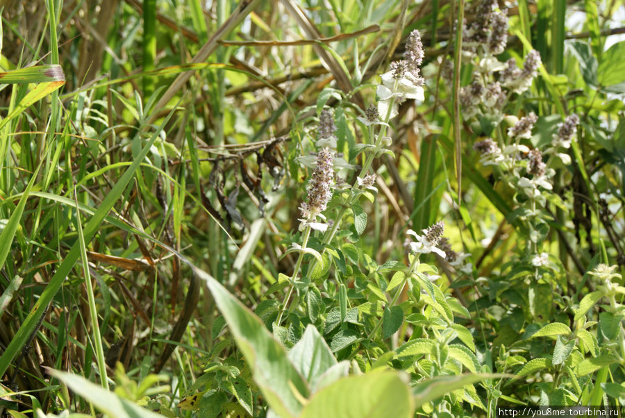 в траве Рвензори Маунтинс Национальный Парк, Уганда