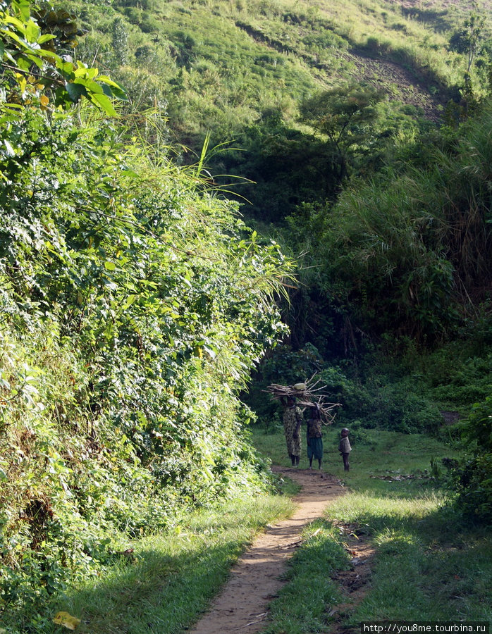 вся семья несет хворост Рвензори Маунтинс Национальный Парк, Уганда