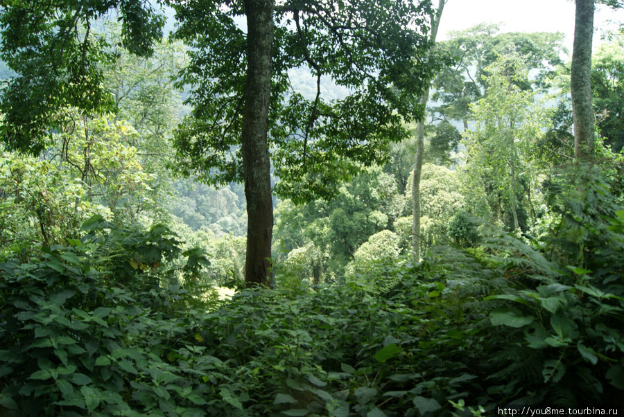 в лесу Рвензори Маунтинс Национальный Парк, Уганда