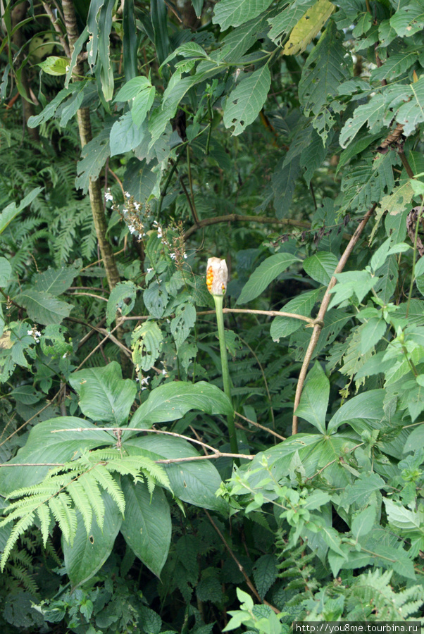 цветочек Рвензори Маунтинс Национальный Парк, Уганда