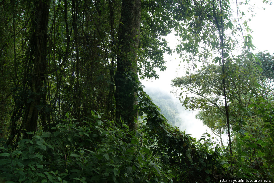 мы выше облаков Рвензори Маунтинс Национальный Парк, Уганда