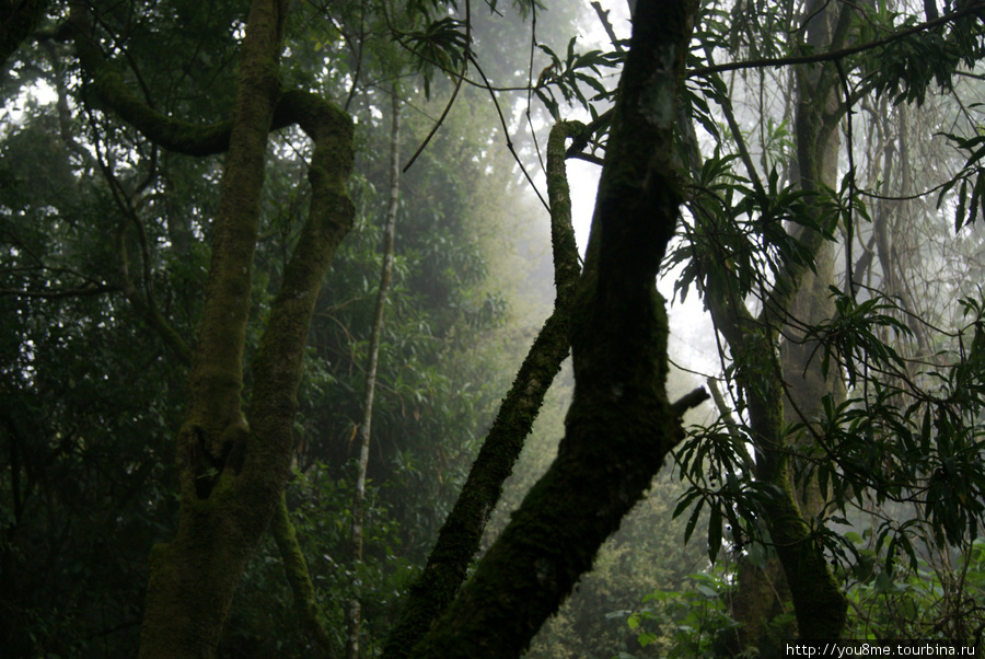 сказочный лес Рувензори Рвензори Маунтинс Национальный Парк, Уганда