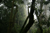 сказочный лес Рувензори