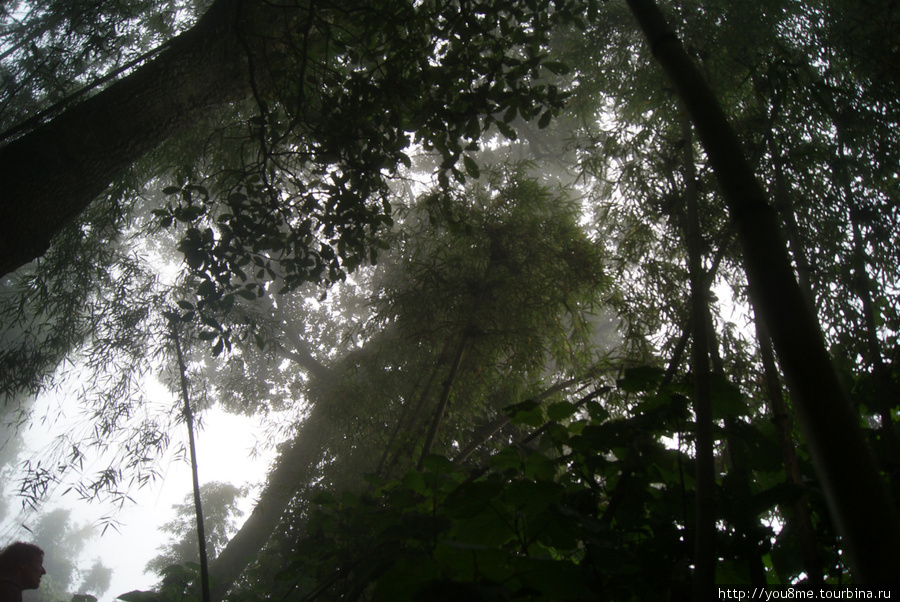 в облаках Рвензори Маунтинс Национальный Парк, Уганда