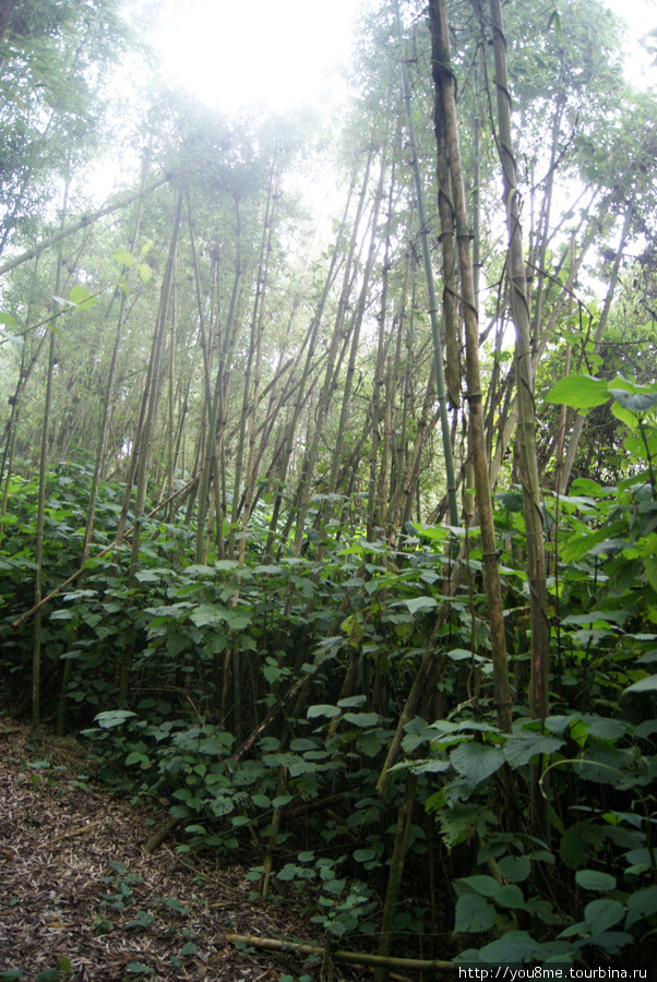 бамбук Рвензори Маунтинс Национальный Парк, Уганда