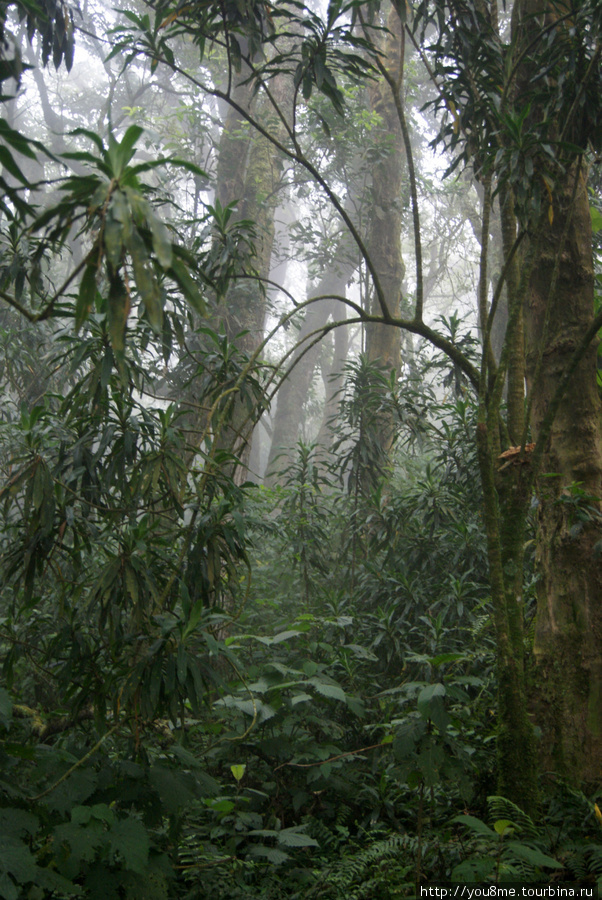 пальмы )) ничего не боюсь — ничего, хочется только поскорее дойти ) Рвензори Маунтинс Национальный Парк, Уганда