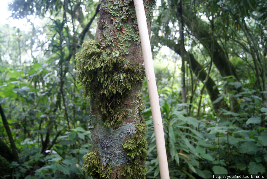 старый мох на дереве Рвензори Маунтинс Национальный Парк, Уганда