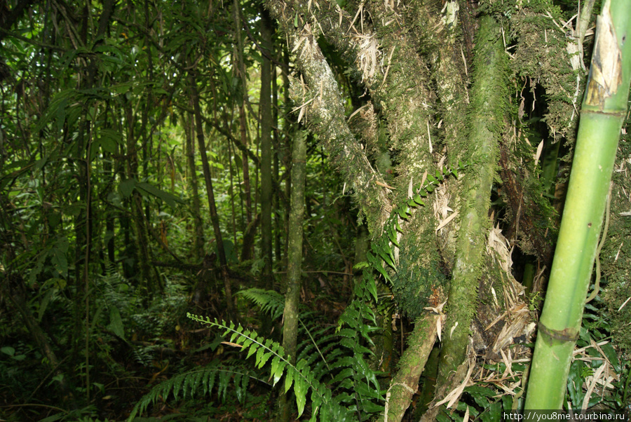 тёмно-зеленый лес Рвензори Маунтинс Национальный Парк, Уганда
