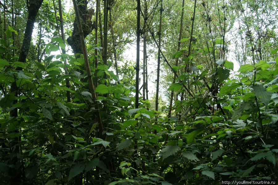гнёзда на деревьях Рвензори Маунтинс Национальный Парк, Уганда