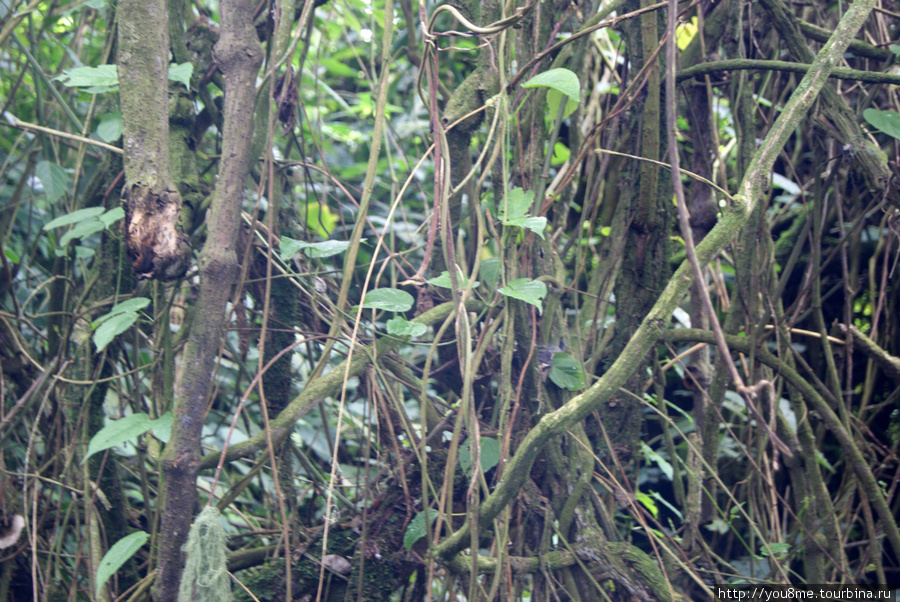 джунгли видимо Рвензори Маунтинс Национальный Парк, Уганда