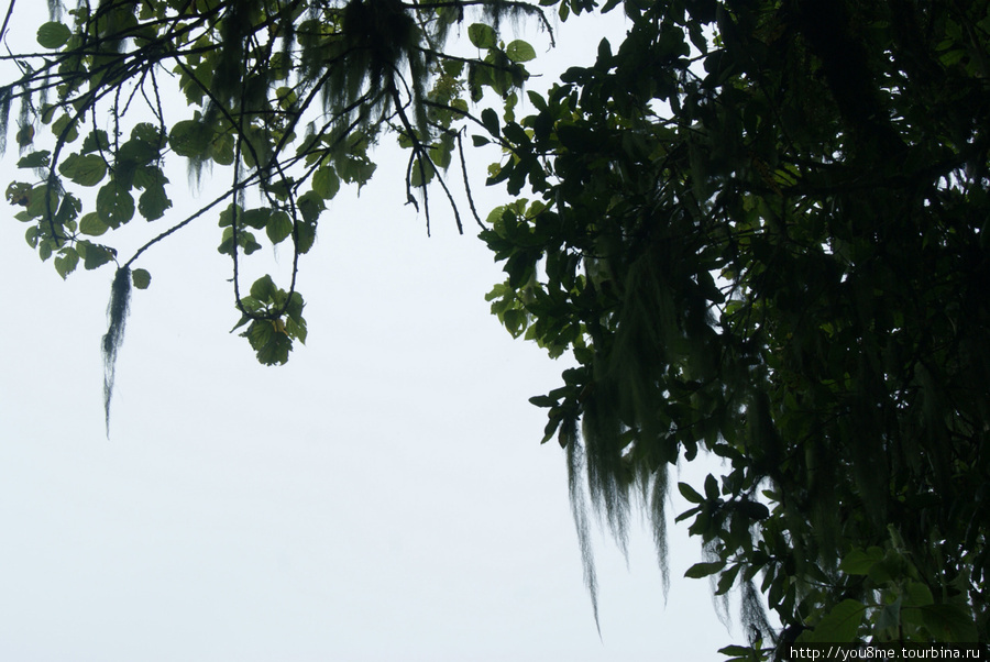 мхи на деревьях Рвензори Маунтинс Национальный Парк, Уганда