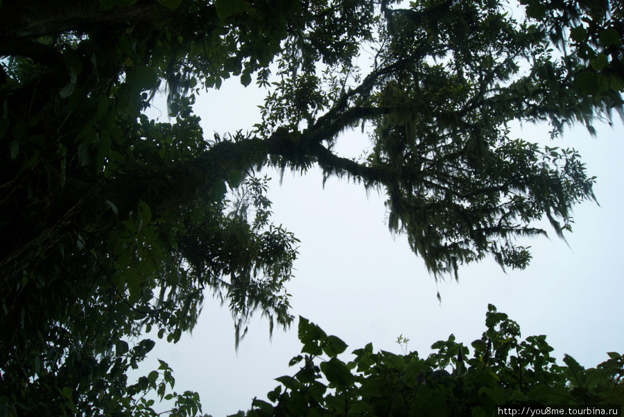 обомшелые деревья Рвензори Маунтинс Национальный Парк, Уганда