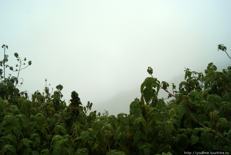 в тумане угадывается вершина Рвензори Маунтинс Национальный Парк, Уганда