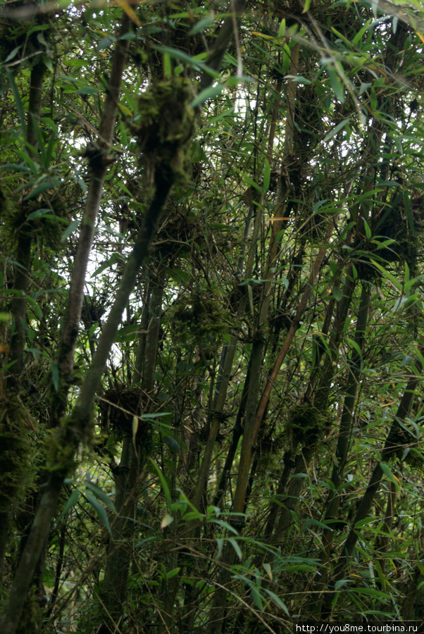 горный бамбук Рвензори Маунтинс Национальный Парк, Уганда