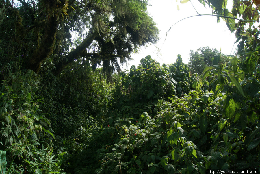 тропа Рвензори Маунтинс Национальный Парк, Уганда