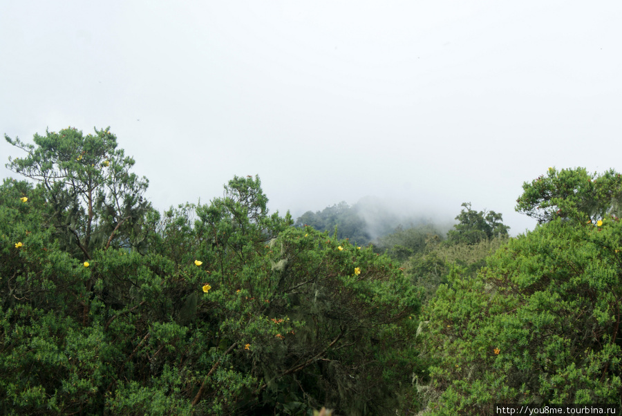 на высоте 3012 метров Рвензори Маунтинс Национальный Парк, Уганда