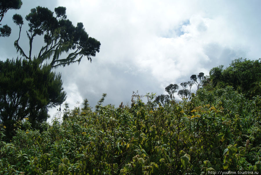 отсюда вниз Рвензори Маунтинс Национальный Парк, Уганда